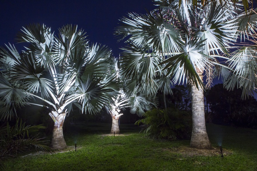 Three Bismarck palm trees at night, illuminated from the bottom with Coastal Source lights.
